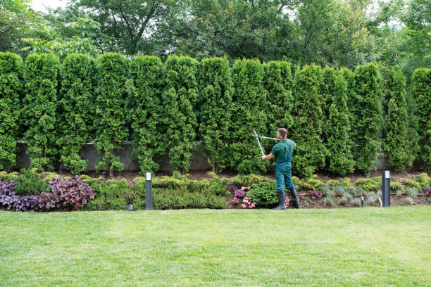 Emergency Storm Tree Removal